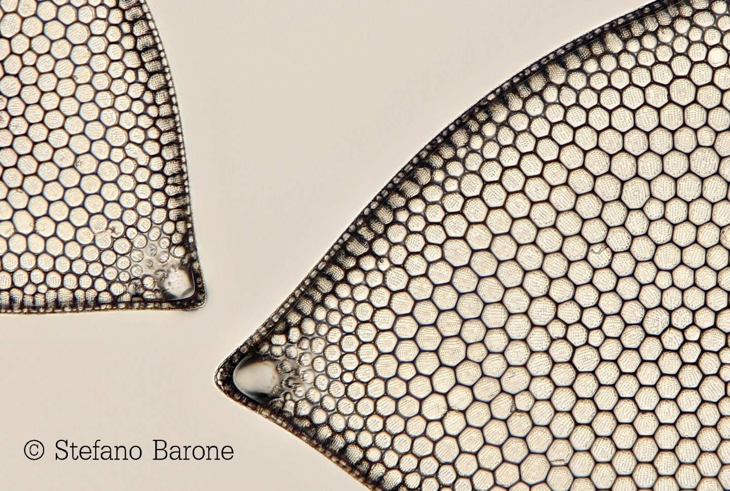 Axio Scope.A1 arrivato!